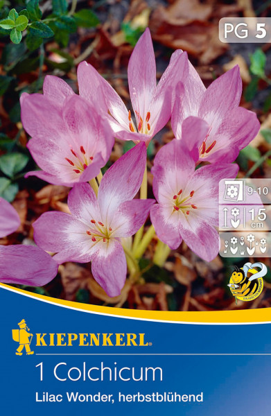 Produktbild von Kiepenkerl Herbstzeitlose Lilac Wonder mit Abbildung rosafarbener Blüten und Informationen zu Blütezeit Pflanzentiefe sowie dem Logo von Kiepenkerl.