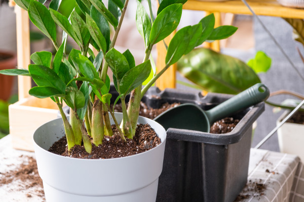 2400-repotting-a-home-plant-succulent-zamiokulkas-into-new-pot-caring-for-a-potted-plant-layout-on-table-with-soil-shovel-ornamental-flowerpot