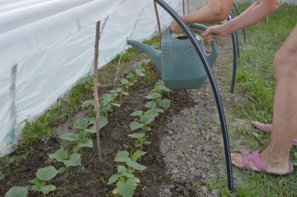 2400-growing-vegetables-in-the-garden-in-the-village