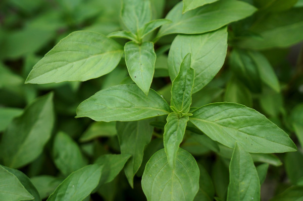 herbs-2760616_1920-1