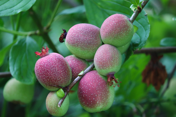 ornamental-quince-7229505_1920-1