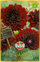 Sperli Dahlie Karma Choc