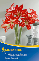 Kiepenkerl Ritterstern Amaryllis Exotic Peacock