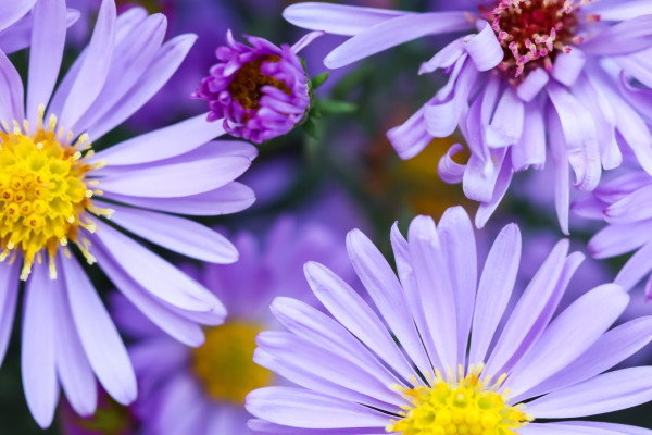 large-beautiful-blue-flowers-sapphire-mist-aster-in-autumn-garden