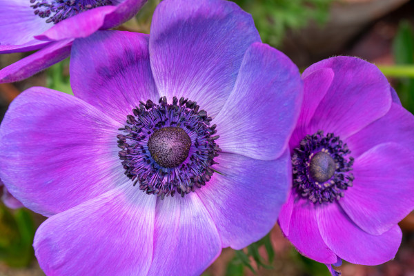 2400-beautiful-purple-flower