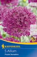 Kiepenkerl Zierlauch Purple Sensation
