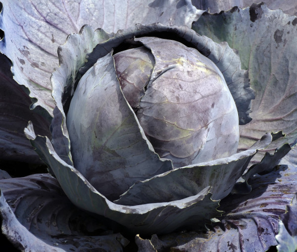 vegetables-2550233_1920-1