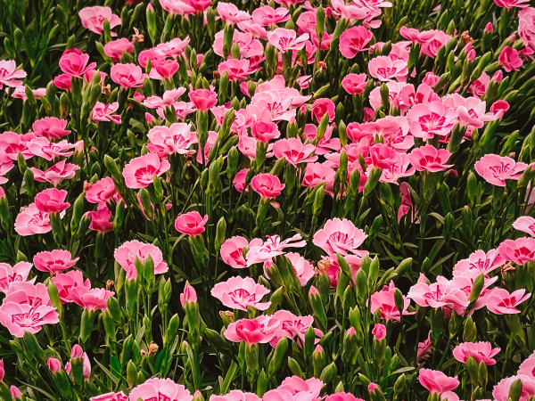 large-beautiful-flowers-in-garden-centre-in-hertfordshire-england-planting-and-gardening