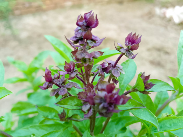 2400-sweet-basil-closeup-view-with-fresh-flowers