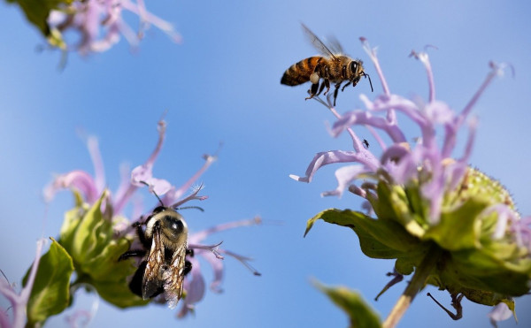 pollinators-7982752_1280