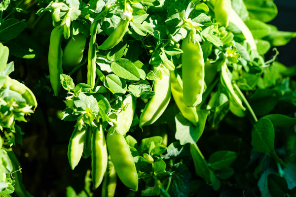 2400-peas-pisum-sativum-on-olive-wood-for-a-pea-soup