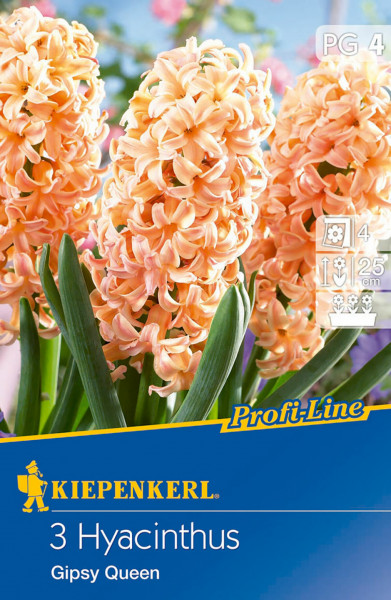 Produktbild von Kiepenkerl Profi-Line Hyazinthe Gipsy Queen mit Abbildung blühender orangefarbener Hyazinthen und Verpackungsdetails.