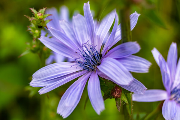 large-beauty-wild-growing-flower-chicory-ordinary-on-background-meadow-1