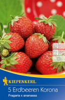 Kiepenkerl Erdbeeren Korona Fragaria x ananassa