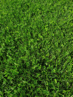 Kiepenkerl Naturrasen mit Micro-Klee für trockene Standorte