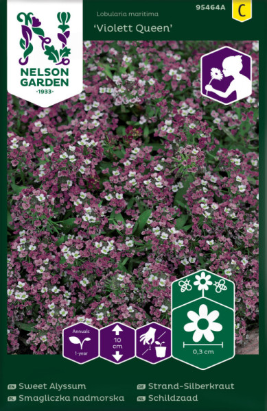 Produktbild von Nelson Garden Strand-Silberkraut Violett Queen mit Abbildung der violetten Blumen und Informationen zu Wuchshöhe Pflanzhinweisen und Samengröße in verschiedenen Sprachen.