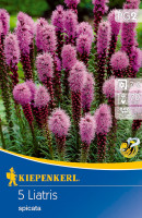 Kiepenkerl Prachtscharte Liatris Blau
