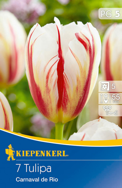 Produktbild von Kiepenkerl Gefüllte späte Tulpe Carnaval de Rio mit Nahaufnahme der blühenden Tulpen und Verpackungsinformationen.