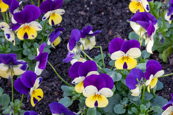 large-densely-planted-horned-violets-in-spring