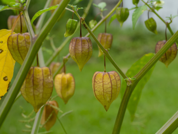 large-close-up-of-hogweed-ground-cherry-on-tree