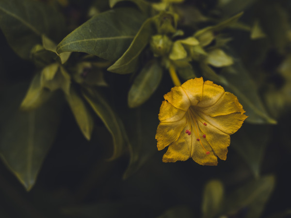 mirabilis-jalapa-5083095_1920