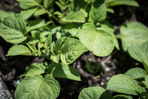 potato-plants-6333410_1920