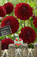 Sperli Dahlie Maroon Fox