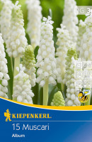 Kiepenkerl Traubenhyazinthe Album