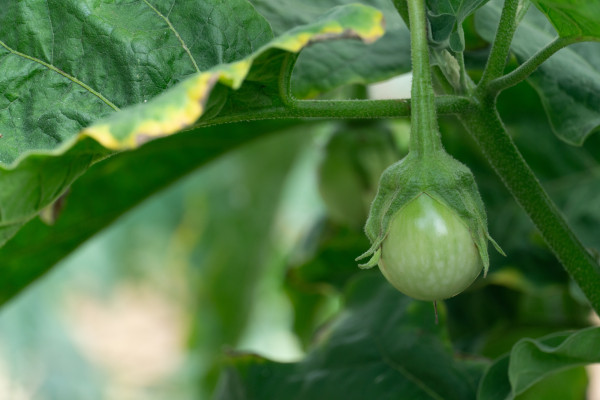 large-fresh-of-green-eggplant-growing-on-a-plant-in-the-garden-hanging-on-the-tree-background-of-blurred-green-leaves