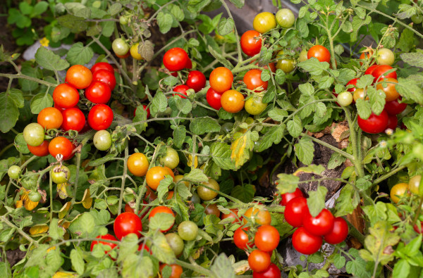 2400-a-large-bush-with-a-lot-of-cherry-tomatoes-grows-in-a-summer-cottage-red-and-green-tomatoes-ripeness