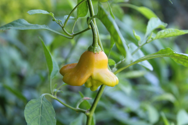 2400-bishop-s-crown-capsicum-baccatum-christmas-bell-joker-s-hat-or-pepper-5