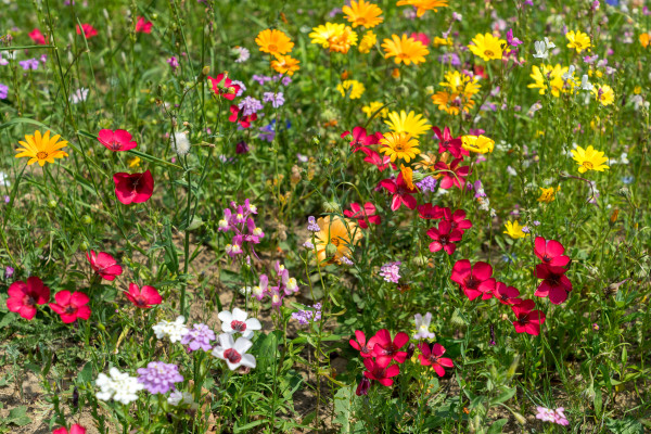 2400-east-grinstead-in-bloom