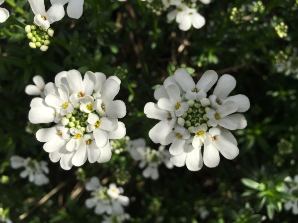 candytuft-1336506_1920