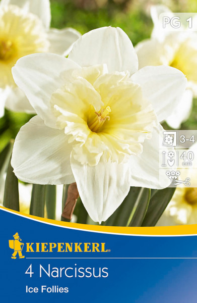Produktbild von Kiepenkerl Narzisse Ice Follies mit der Abbildung von weißen Blüten und der Verpackung die Produktnamen und Pflanzinformationen zeigt