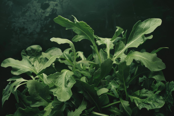 2400-ai-generated-arugula-greens-in-a-fresh-organic-salad-with-edible-leaves-and-healthy-vegetarian-produce