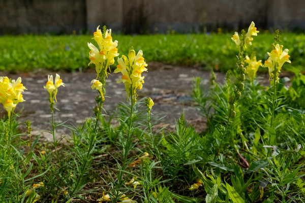 2400-bunch-of-yellow-flowers-are-growing-in-a-field-the-flowers-are-yellow-and-green-and-they-are-scattered-throughout-the-field