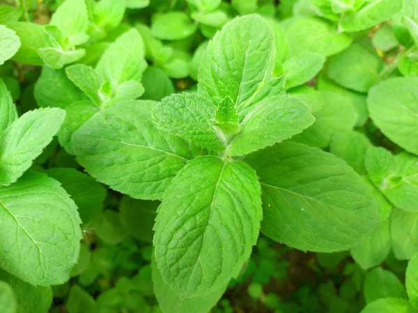 2400-mint-grows-in-the-garden-green-leaves-medicinal-plant-seasoning