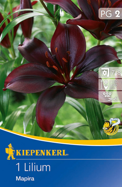 Produktbild von Kiepenkerl Asiatische Lilie Mapira mit dunkelroten Blüten und Verpackungsdesign samt Firmenlogo und Pflanzeninformationen.