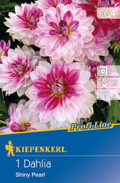 Produktbild von Kiepenkerl Dekorative Dahlie Shiny Pearl mit Blüten in Pink und Weiß sowie Verpackungsdesign und Pflanzinformationen.