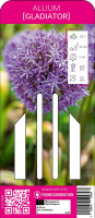 Sperli Young Generation Zierlauch Gladiator