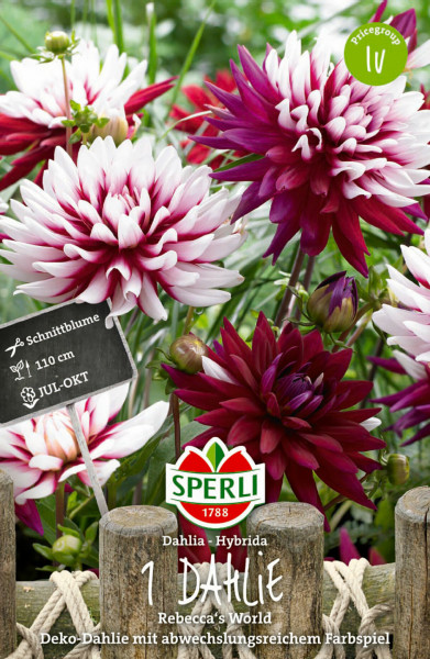Produktbild von Sperli Dahlie Rebeccas World mit roten und weißen Blüten, Preisgruppenhinweis und Markenlogo, umgeben von grüner Vegetation.