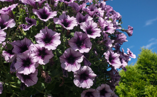 petunias-4340380_1920