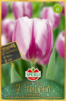 Sperli Premium Triumph-Tulpe Flaming Flag