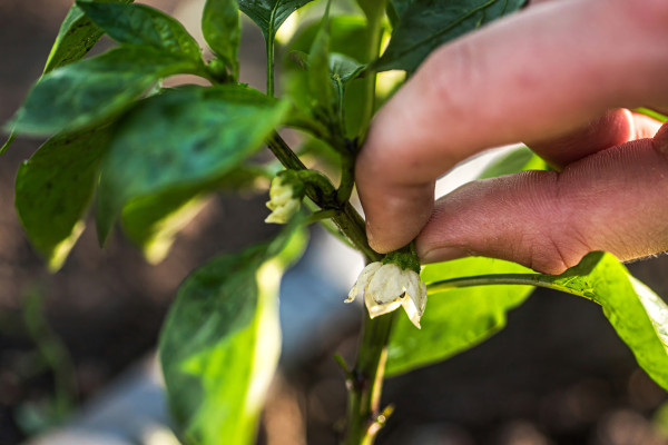 2400-hands-meticulously-trimming-the-apex-bloom-of-a-flourishing-pepper-plant