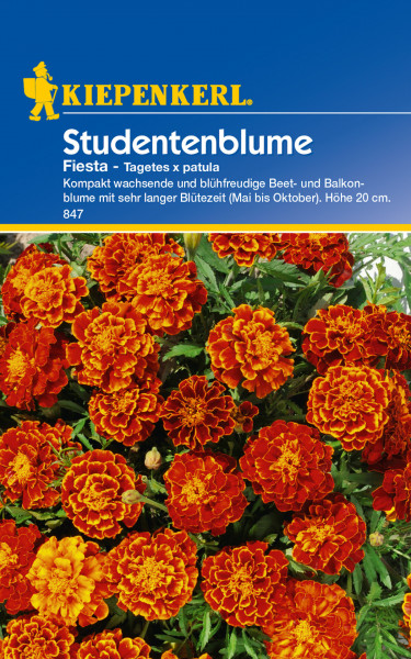 Produktbild von Kiepenkerl Studentenblume Fiesta mit orangefarbenen Blüten und Informationen zu Pflanzenart und Blütezeit auf Deutsch.