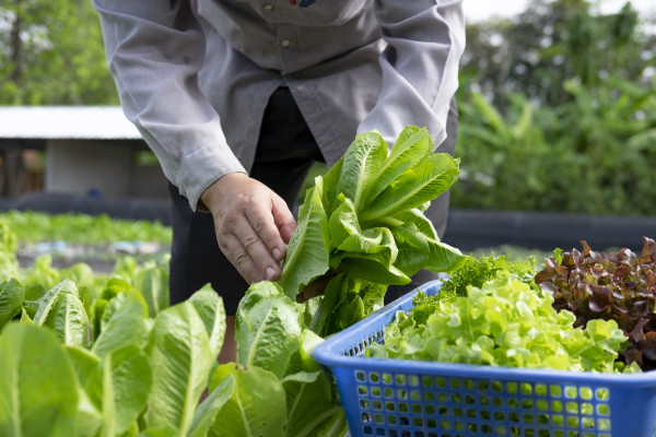 large-agriculturist-cutting-fresh-organic-green-vegetable-plant-on-garden