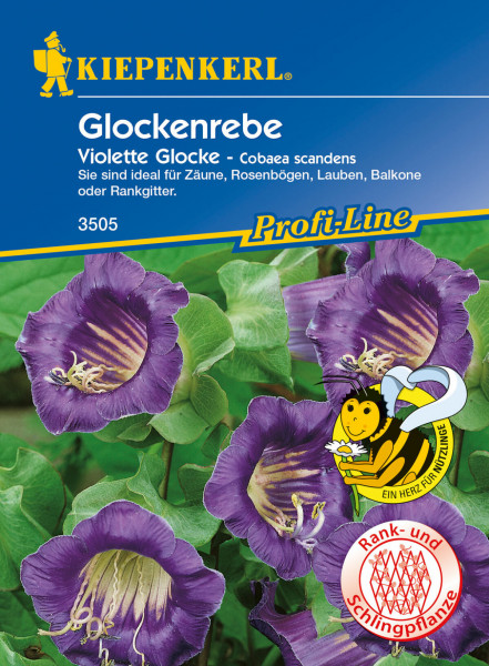 Produktbild von Kiepenkerl Glockenrebe Violett mit Beschreibung und Eignung für Zäune Rosenbögen Lauben und Balkone auf deutsch.