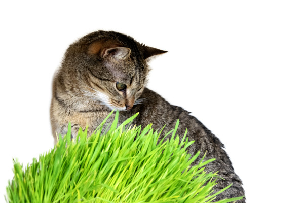 2400-horizontal-banner-with-pet-and-green-oat-micro-greens-on-white-background-with-space-for-text-cat-grass-pet-grass-european-shorthair-cat-near-wheat-oat-and-barley-sprouts