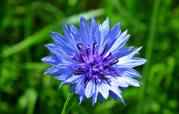 cornflowers-4246235_1920