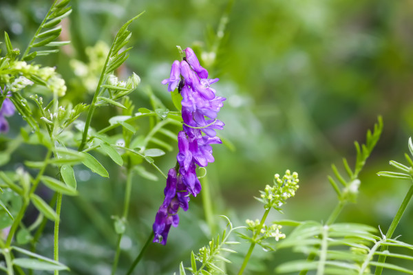 2400-mouse-peas-wildlowers-of-the-field-vicia-cracca-plant